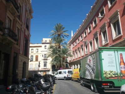 Las palmeras en la ciudad