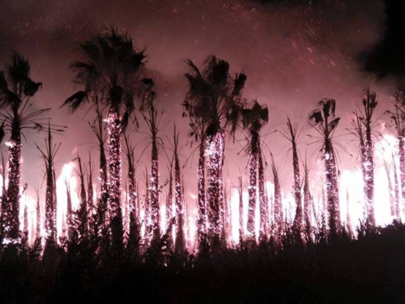 Efectos de luz en palmeras en un ambiente nocturno con un cielo lleno de estrellas y una atmósfera misteriosa.