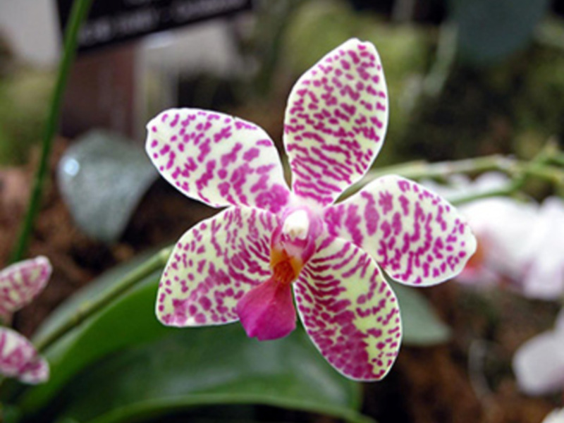 Orquídea con patrones de lunares rosados en un jardín botánico