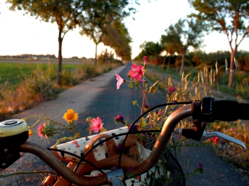 Manejo de bicicleta con flores en la manija, camino rural al atardecer.