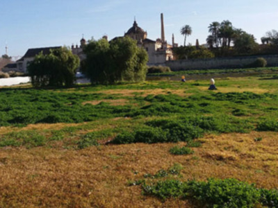Parque Cartuja