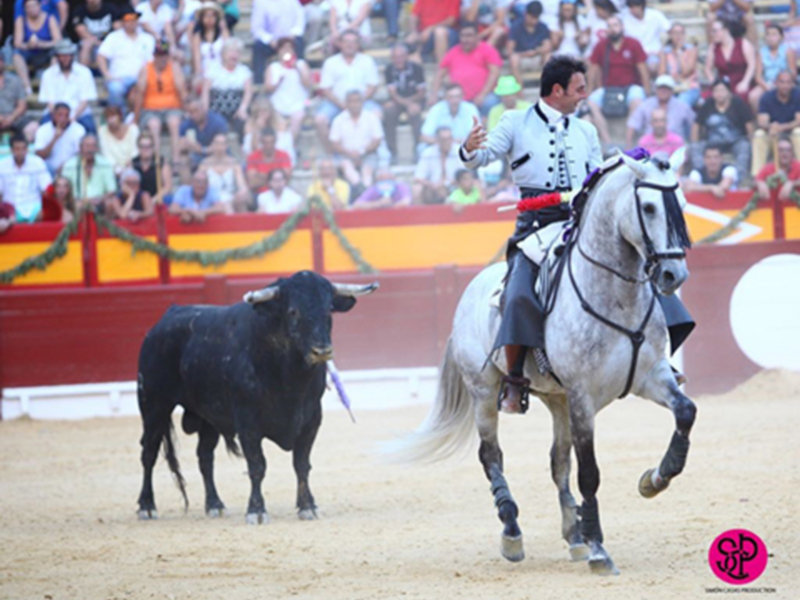 Jinete en caballo blanco persiguiendo un toro negro en un ruedo rodeado por un público atento.