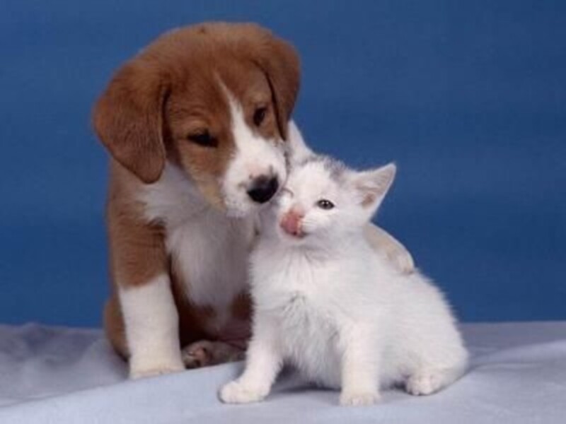Un cachorro y un gatito sentados juntos, mostrando cariño y amistad.