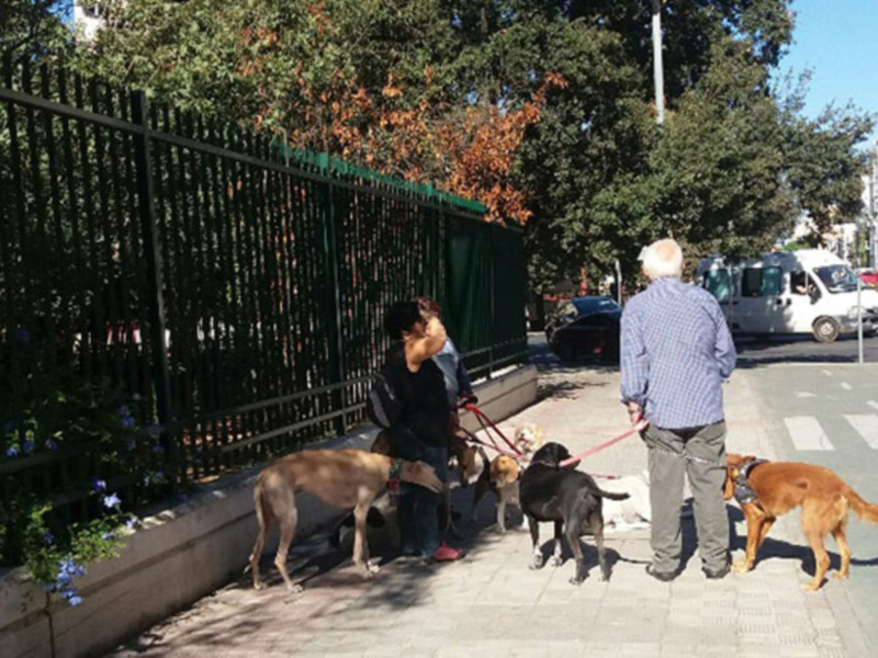 Una calle con personas paseando a sus perros, rodeadas de árboles y flores en un día soleado.