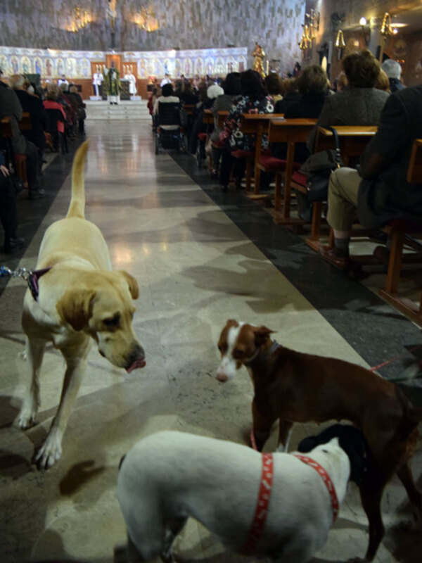 Perros esperando pacientemente en la entrada de una iglesia durante una misa.