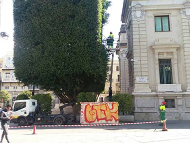 Trabajadores en una grúa realizando tareas en un árbol frente a un edificio histórico.