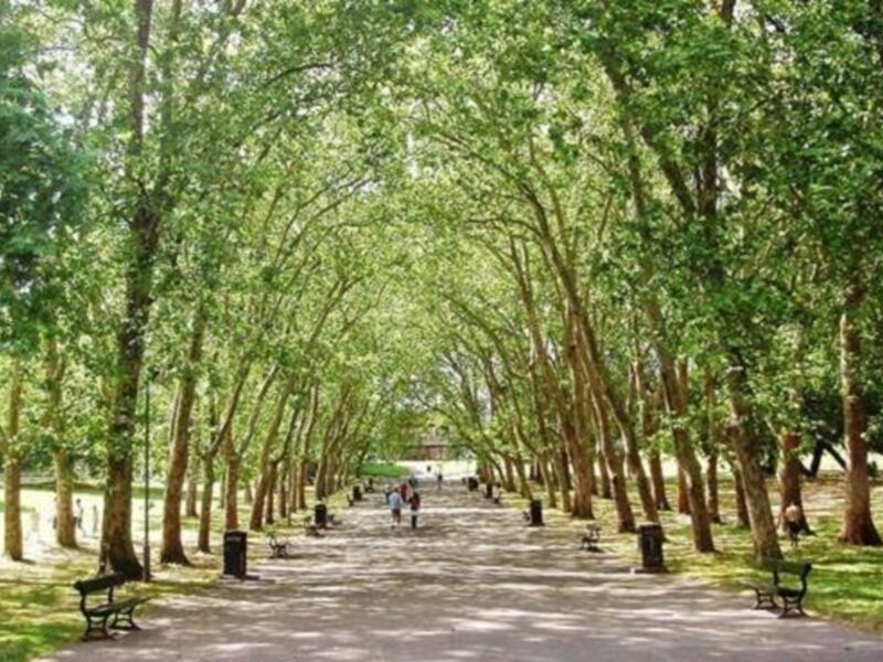 Sendero arbolado en un parque con bancos y personas caminando.