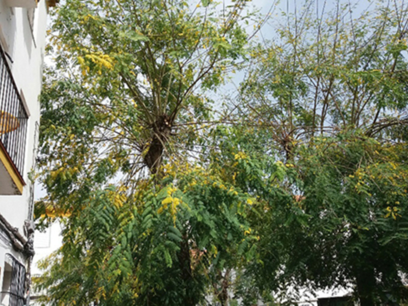 Árbol floreciendo en un entorno urbano con edificios blancos y balcones.