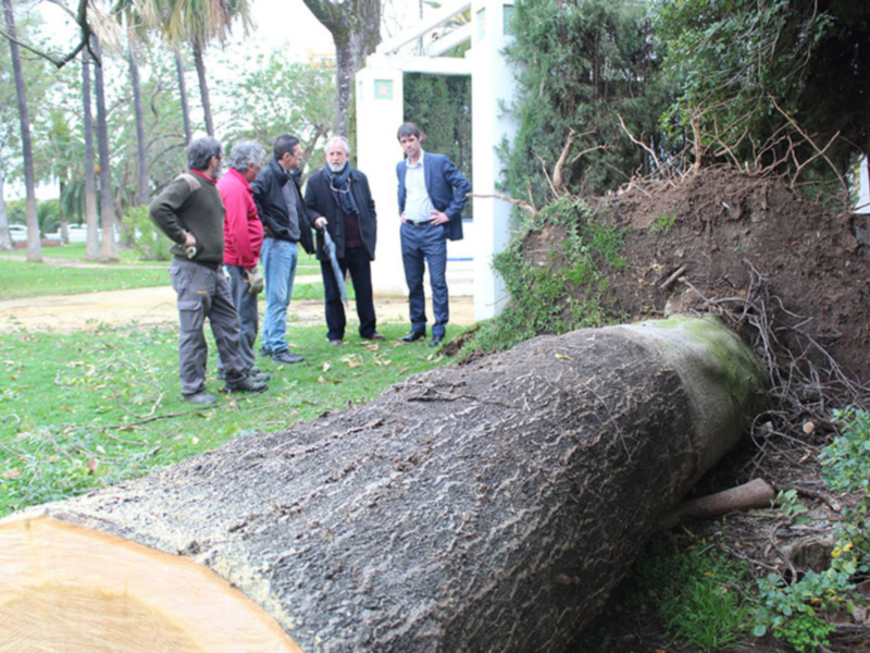 Un grupo de personas observa un árbol caído en un parque, con su tronco destrozado y raíces expuestas.