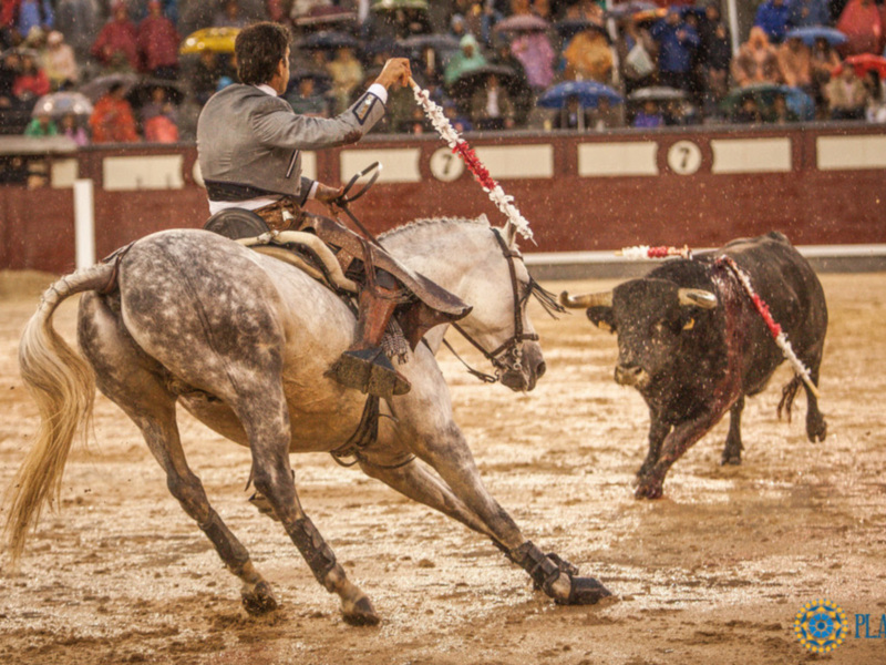 Jinete en un caballo blanco durante una corrida de toros en una plaza de toros.