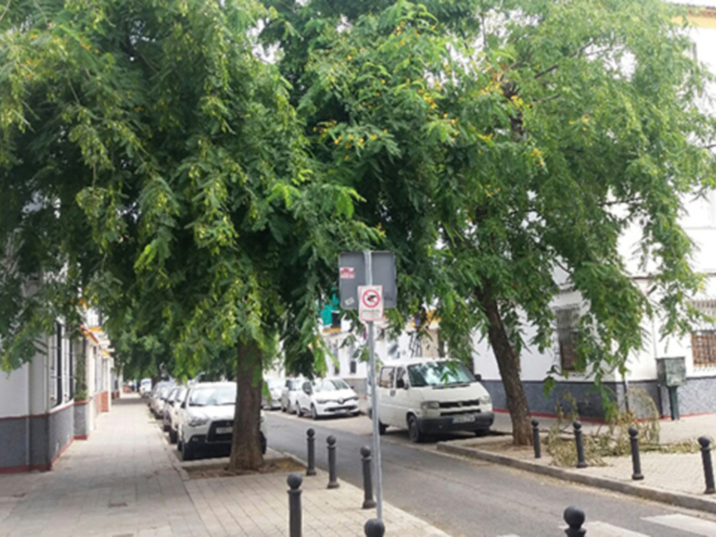 Árboles verdes a lo largo de una calle con coches aparcados y edificios blancos en el fondo.