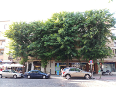 Las Tipuanas de San Jacinto esperan la visita de los jardineros municipales.