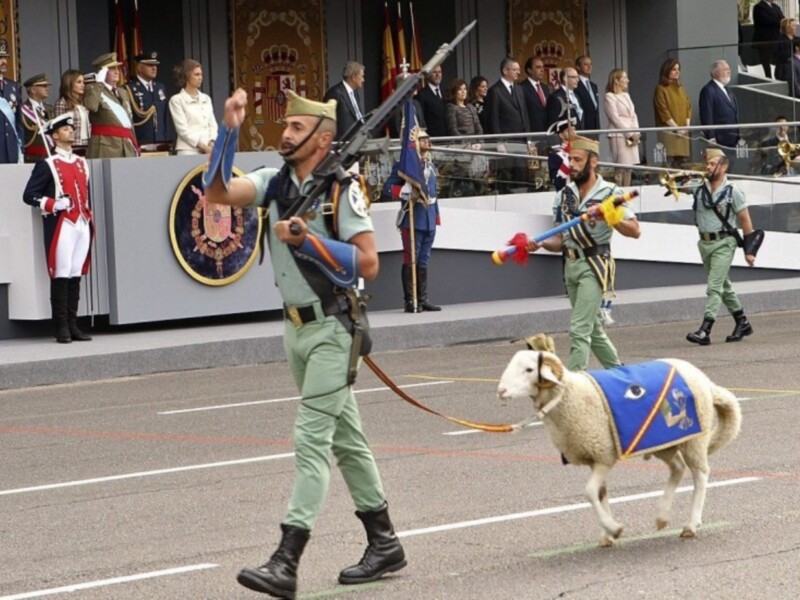 Parada militar con un soldado de la Guardia Civil portando una oveja en un desfile oficial.