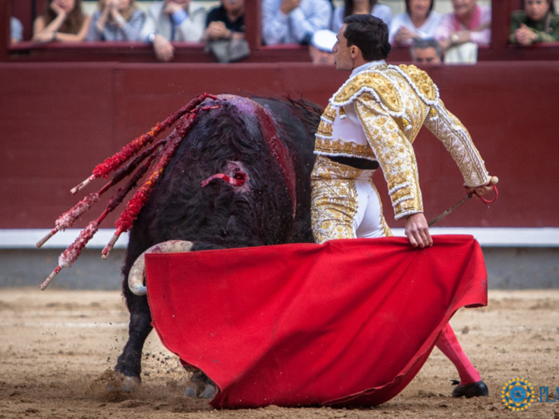 Un torero en acción durante una corrida de toros, con el toro y el capote rojo en movimiento.