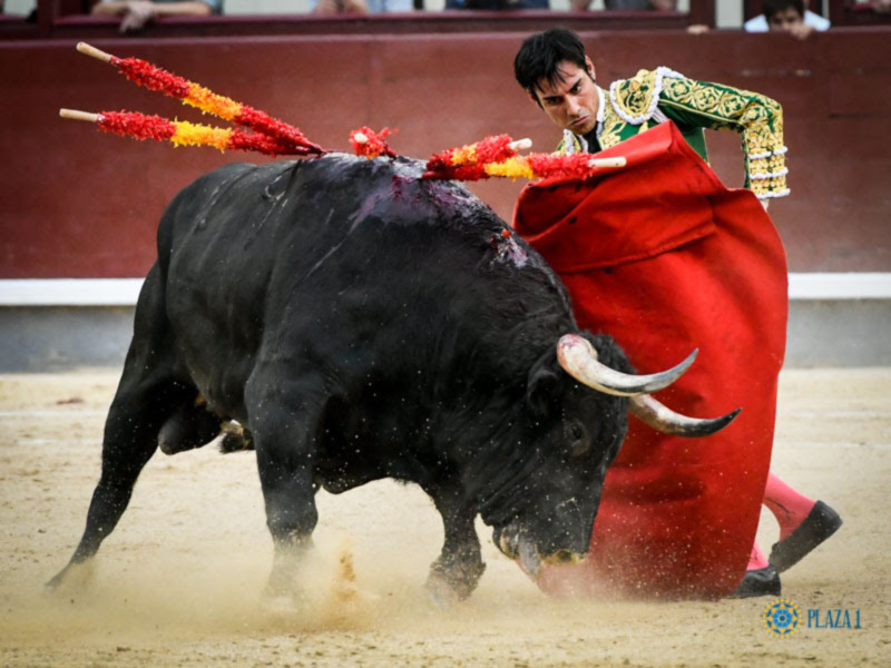 Un torero en acción durante una corrida de toros, mostrando habilidad y valentía en la plaza de toros.