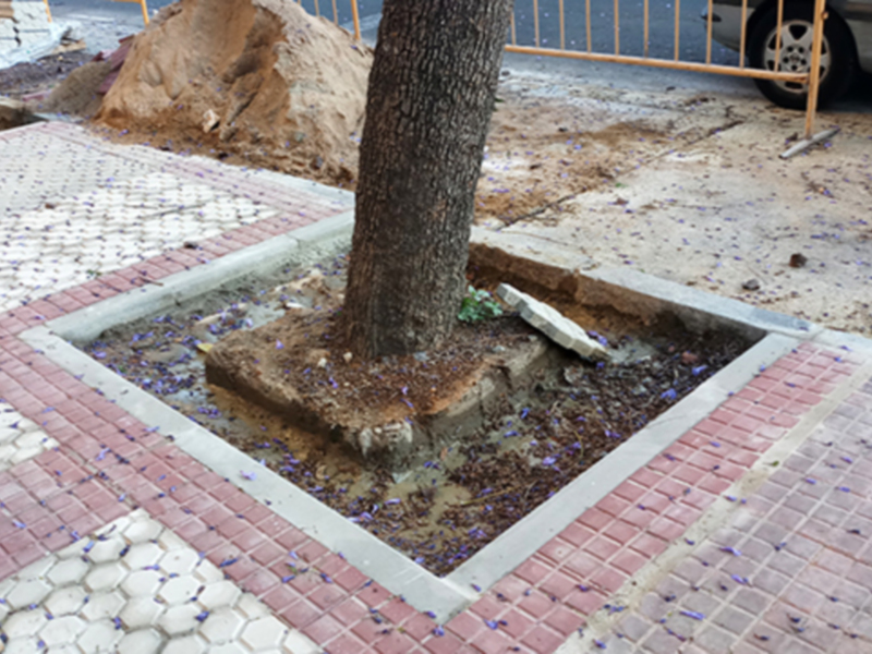 Árbol en un espacio urbano con adoquines y suelo destruido, posiblemente por obra en curso.