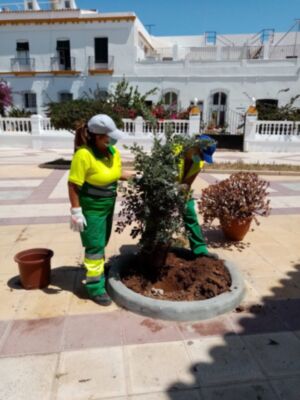 Parques y Jardines retoma los trabajos de adecentamiento de la Plaza del Molino