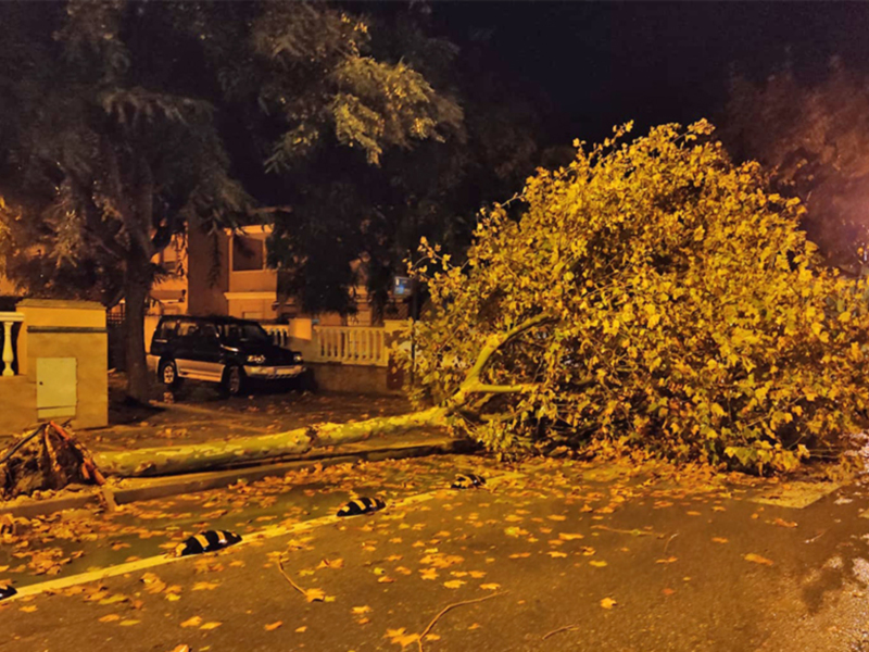Árbol caído en la noche tras una tormenta, con hojas dispersas en el suelo.