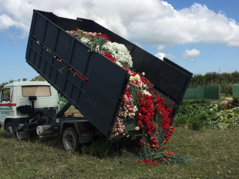 Un camión volcado descarga una gran cantidad de flores en un campo abierto.