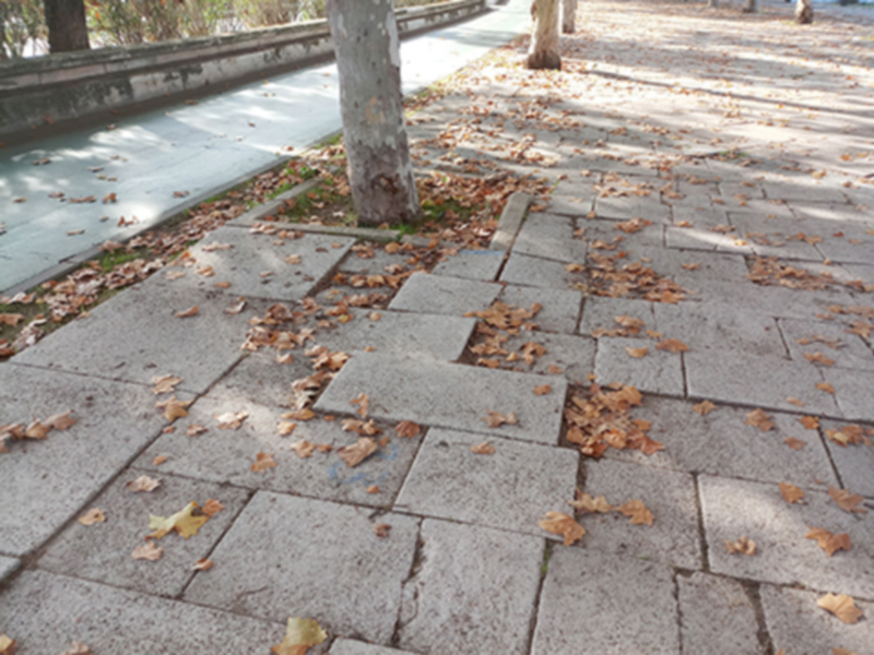 Camino adoquinado con hojas secas y sombras de árboles en un día soleado.