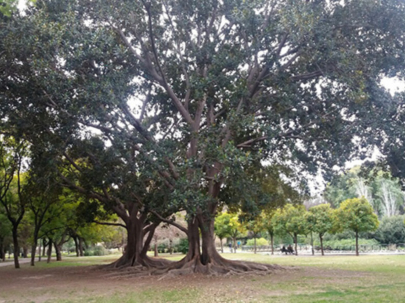 Árbol majestuoso con raíces visibles en un parque tranquilo con árboles y prados verdes.