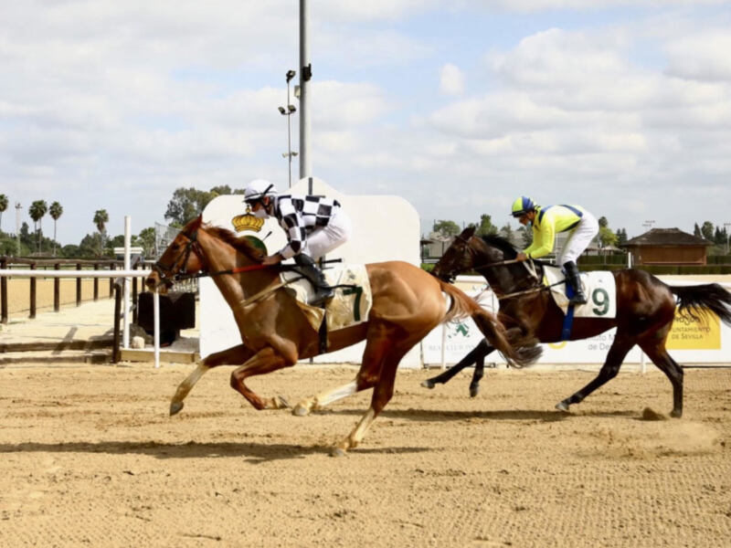 Two jockeys racing on a sandy track, with one horse in the lead and the other closely following.