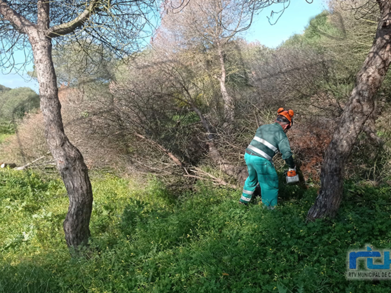 Trabajador municipal trabajando en la poda de árboles en un entorno natural.