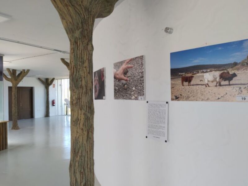 Exposición artística con fotos de naturaleza y un árbol artificial en un espacio abierto.