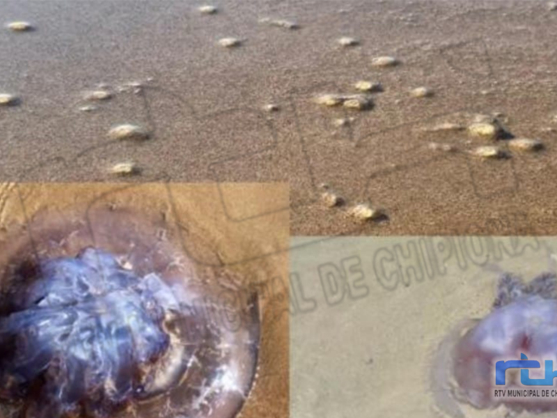 Jellyfish stranded on sandy beach, with close-up of one specimen in water.
