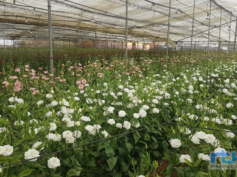 Planta de flores en un invernadero, con una variedad de flores blancas y rosadas en un entorno industrial.