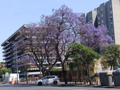  Sevilla se viste de lila.
