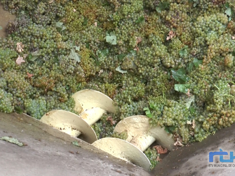 Masa de uvas blancas recién cosechadas en un proceso de vinificación