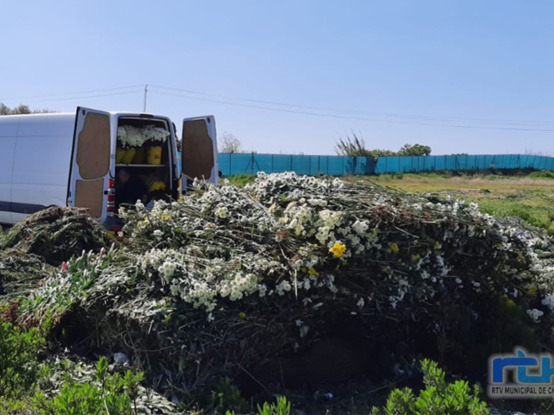 Recogida de flores y ramas en un campo, con una furgoneta blanca en el fondo.
