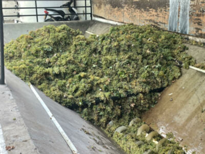 La vendimia del Marco de Jerez se aproxima a su fin, con una importante caída de la producción respecto del año precedente