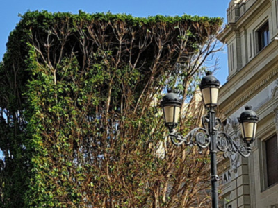 La poda de los dos Ficus ejemplares de la Plaza de San Francisco en Sevilla