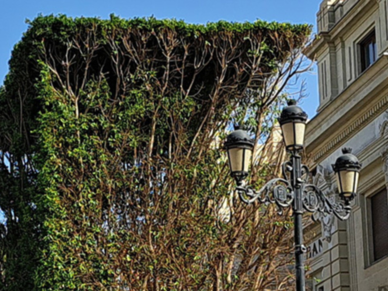 Árbol cubierto de hiedra y farola de tres luces en un entorno urbano con edificio clásico en el fondo.
