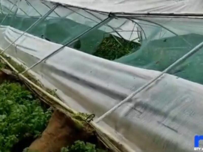 Cultivos en invernadero dañado tras fenómeno climático