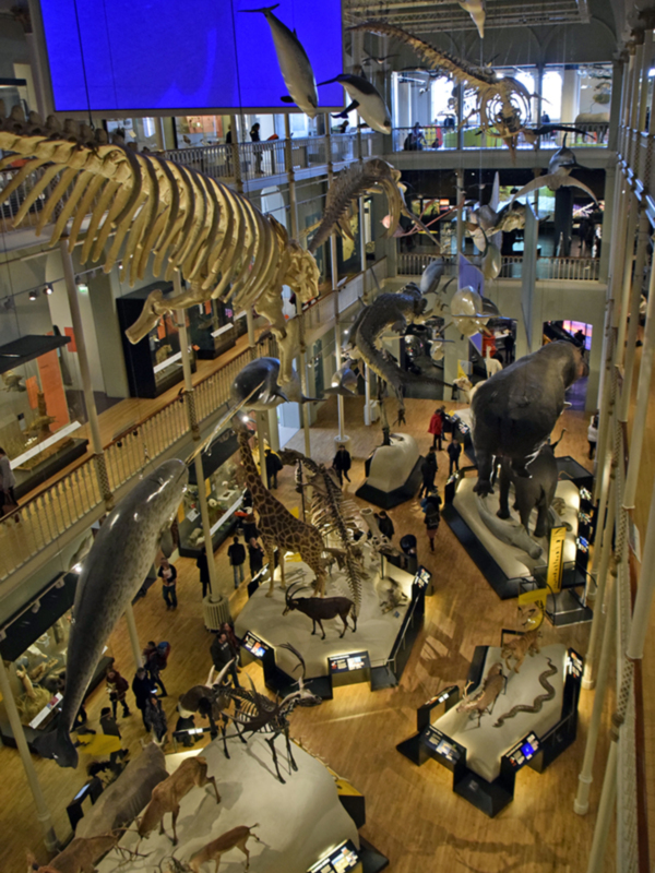 Interior de un museo con exposiciones de esqueletos de dinosaurios y otros animales, visitado por personas en un ambiente acogedor y educativo.