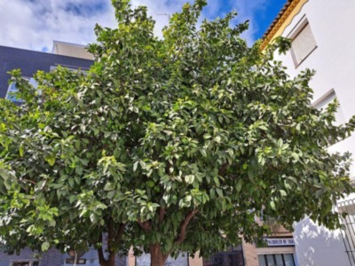 Llegó el azahar a Sevilla.