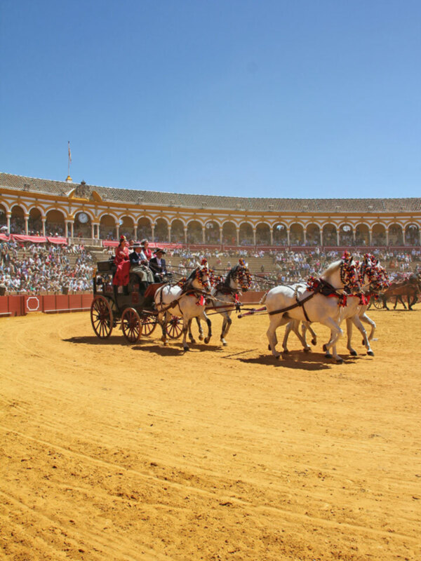 Carruaje con caballos blancos en la plaza de toros de Sevilla, España.