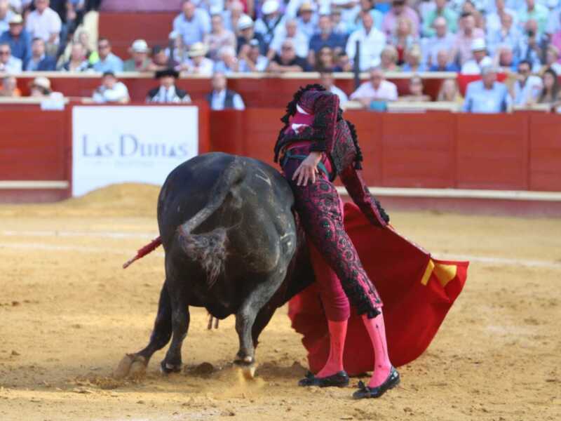 A matador in traditional attire performing a pass in front of a bull in a bullfight.