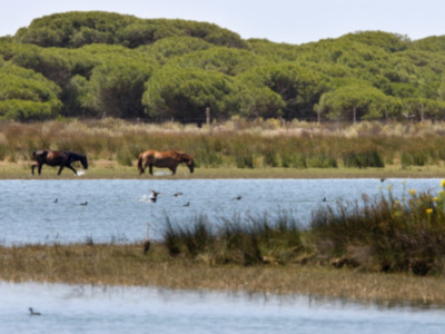  "Andalucía por el Mundo" se interna en el Gante más monumental  Canal Sur TV | Domingo, 22:55 h.  El programa de Canal Sur muestra la ciudad belga co
