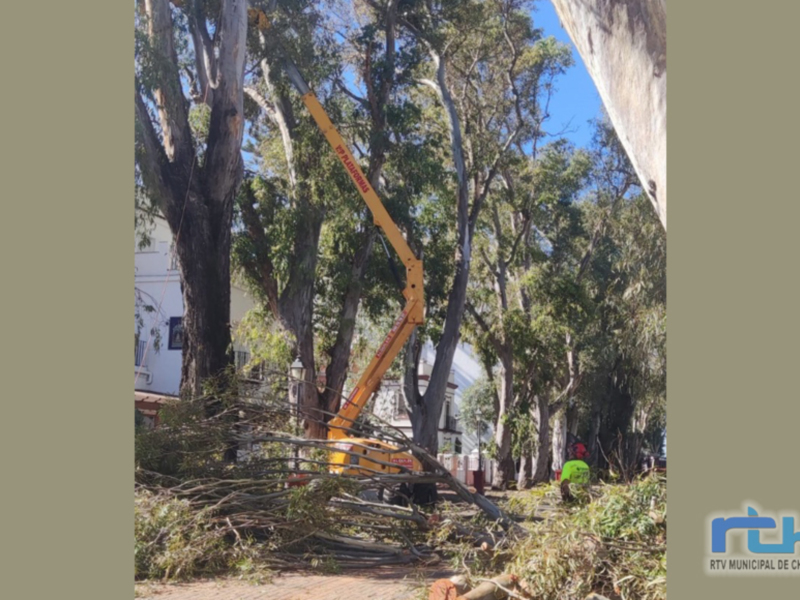 Trabajos de poda y mantenimiento de árboles en una calle urbana.