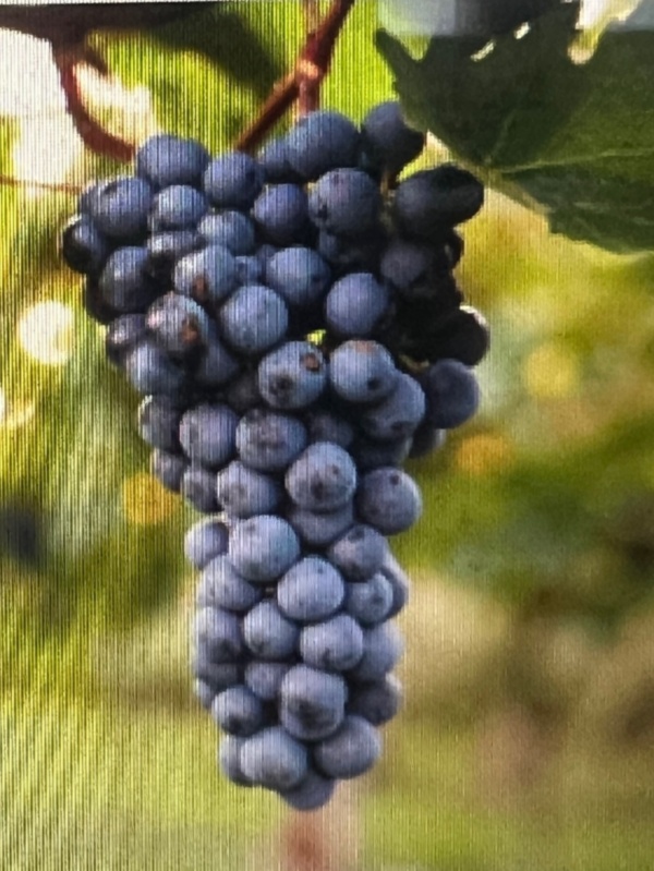 Baya de uva madura colgando de una vid en un viñedo.