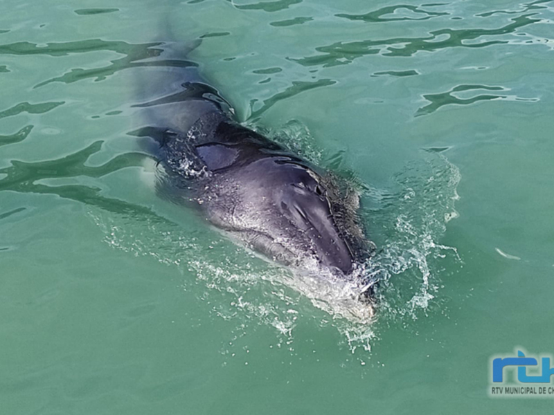 Delfín nadando en el agua azul turquesa.