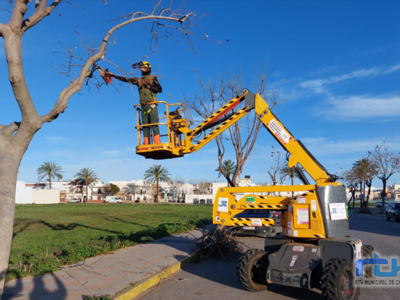 Operario realizando poda de árboles en un parque urbano.