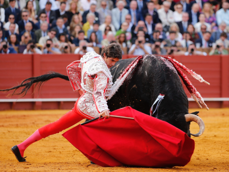 Matador in traditional costume performing with a bull in a bullfight.