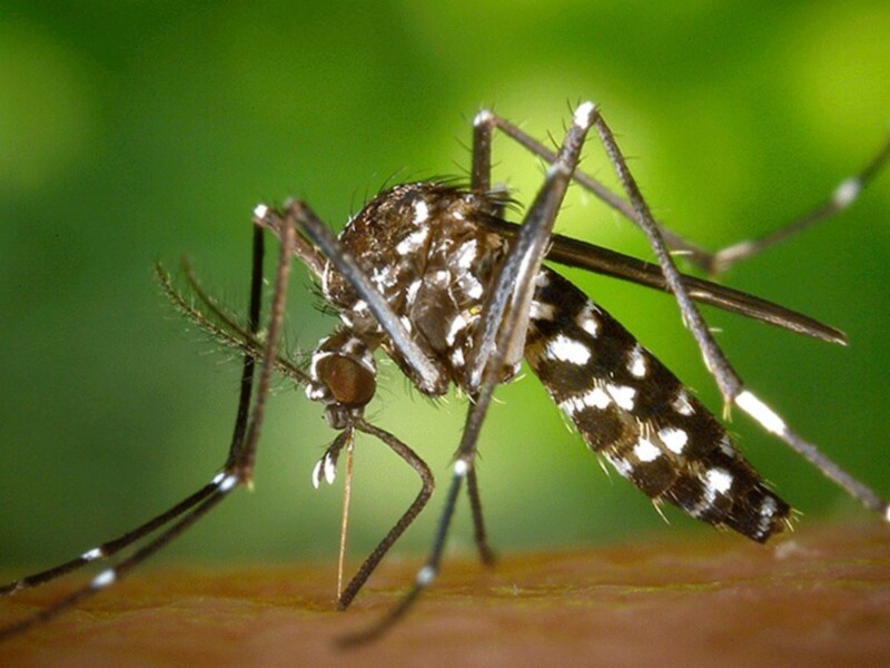 Mosquito close-up with detailed view of its legs and body against a green background.