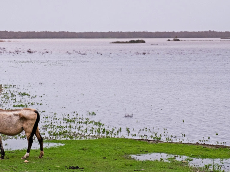 Un caballo pastando pacíficamente cerca de un lago con vegetación al borde del agua.