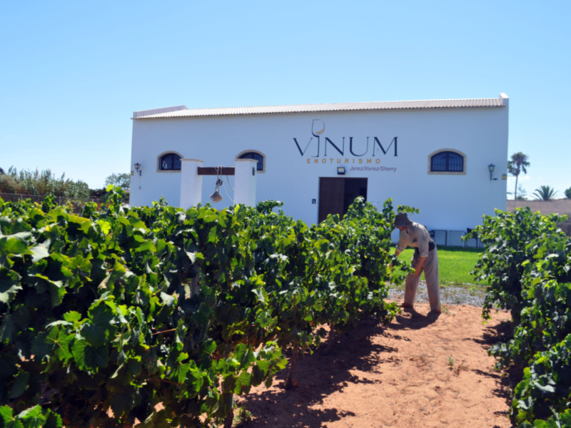 Viñedo y bodega Vinumum en Jerez, ideal para el turismo del vino.